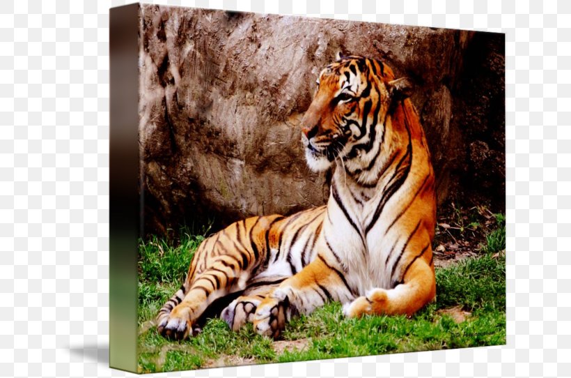 Cat Malayan Tiger Mammal Animal Carnivora, PNG, 650x542px, Cat, Animal, Art, Big Cat, Big Cats Download Free