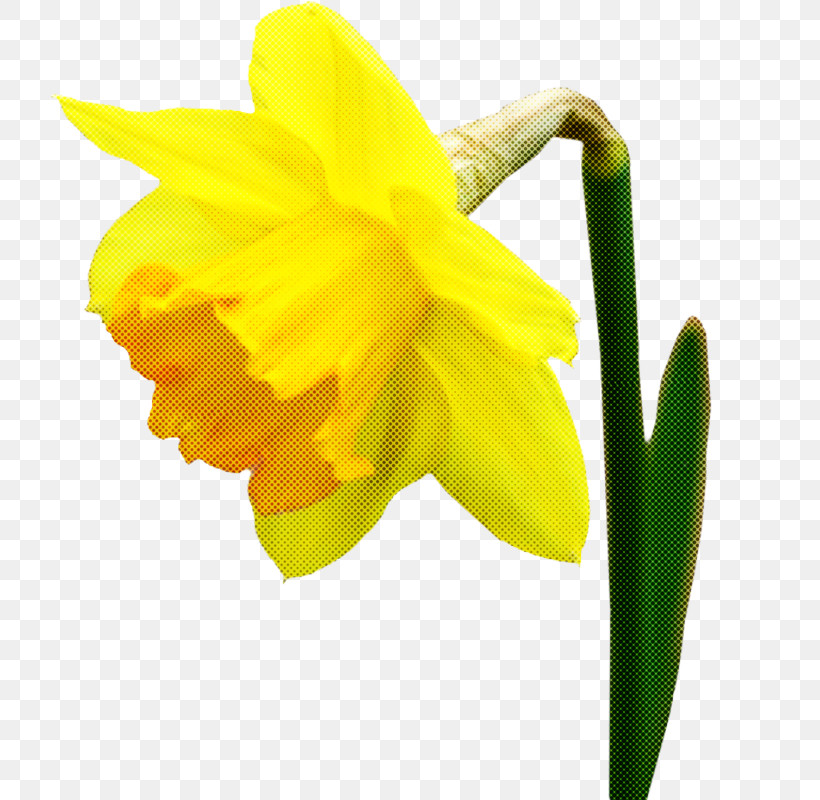 Flower Yellow Narcissus Petal Plant, PNG, 724x800px, Flower, Amaryllis Family, Narcissus, Pedicel, Petal Download Free