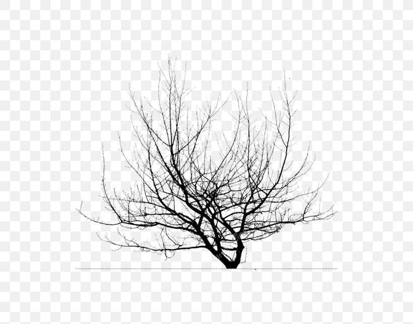 Twig Desktop Wallpaper Branch Image, PNG, 520x644px, 2016, Twig, Black And White, Branch, Display Resolution Download Free