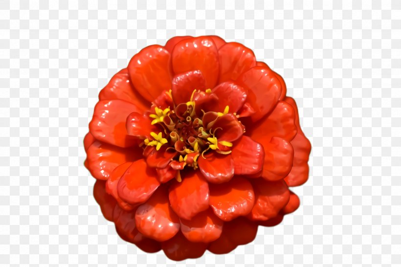 Blossom Flower, PNG, 2448x1632px, Marigold, Berry, Bloom, Blossom, Cloudberry Download Free