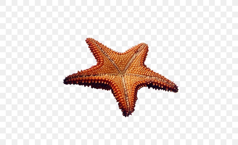 Sea Starfish Clip Art, PNG, 500x500px, Sea, Coreldraw, Echinoderm, Invertebrate, Marine Invertebrates Download Free