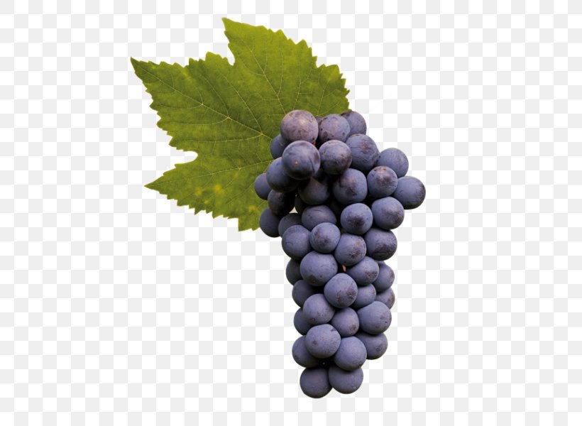 Sultana Asti DOCG Moscato D'Asti Grape, PNG, 600x600px, Sultana, Asti, Asti Docg, Champagne, Cultivar Download Free