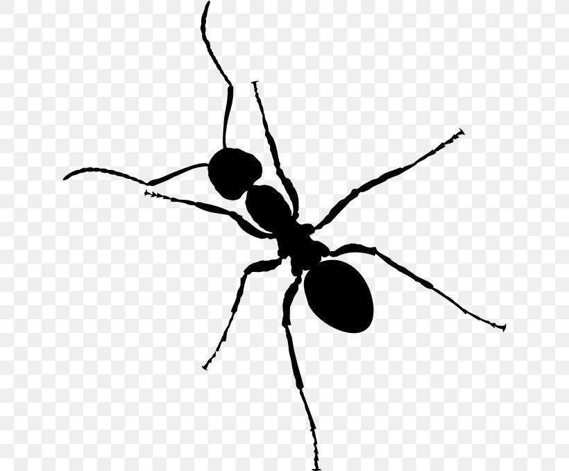 Ant Cartoon, PNG, 641x679px, Ant, Black Garden Ant, Drawing, Insect, Membranewinged Insect Download Free
