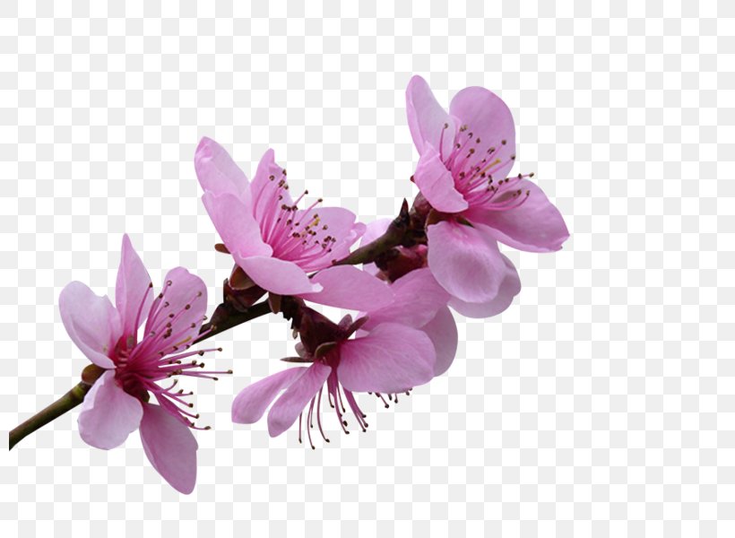Blossom Flower Petal Blue Rose, PNG, 800x600px, Blossom, Blue Rose, Branch, Cherry Blossom, Flower Download Free