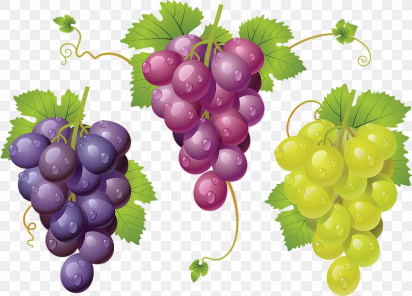 Common Grape Vine Zante Currant Sultana, PNG, 835x600px, Common Grape Vine, Berry, Food, Fruit, Gooseberry Download Free