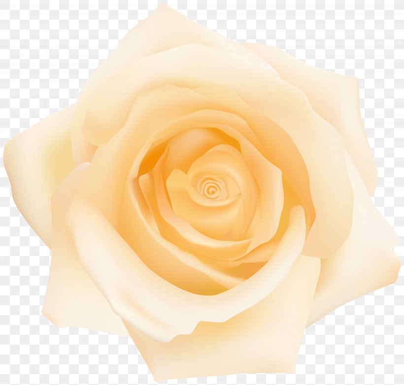 Garden Roses Cut Flowers Petal Yellow, PNG, 8000x7636px, Rose, Close Up, Cut Flowers, Family, Flower Download Free