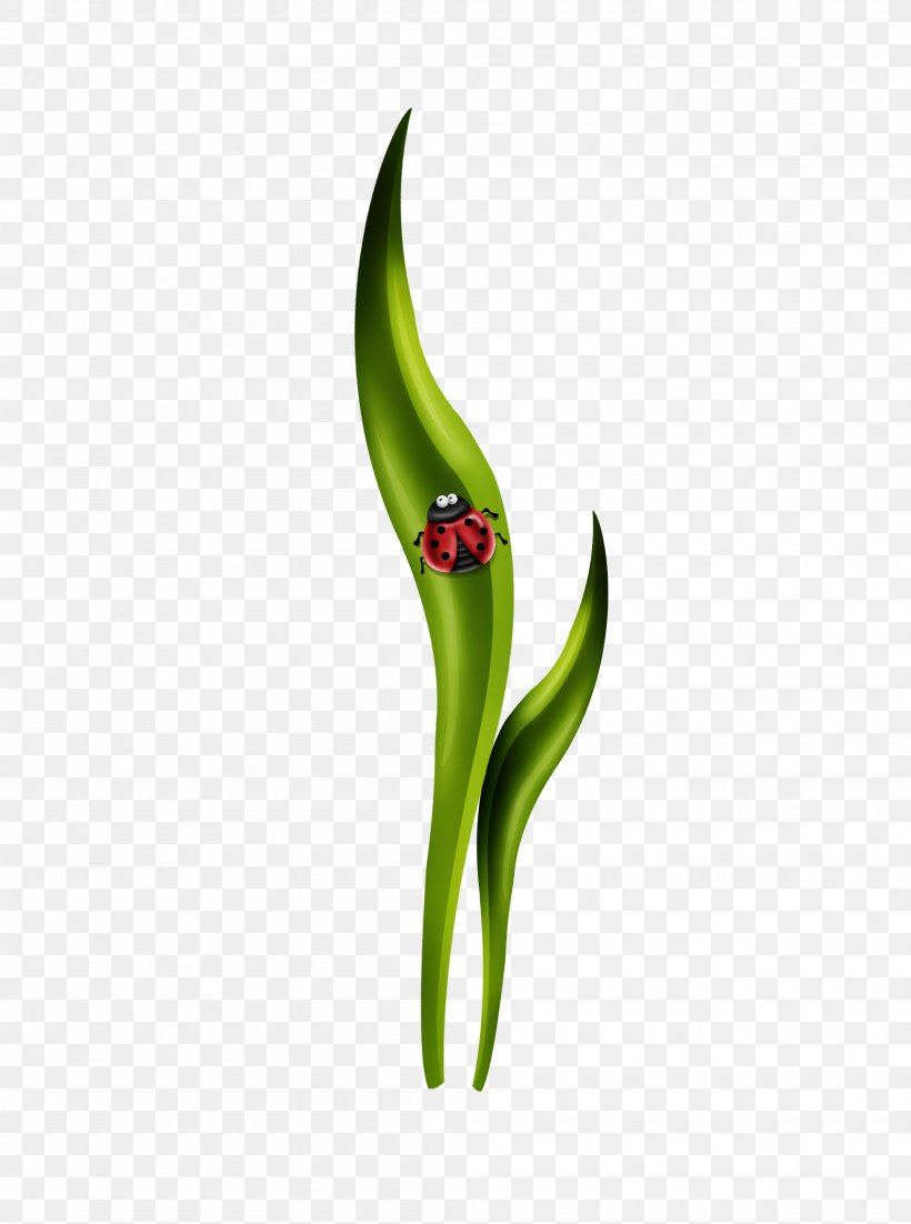 Leaf Green Vegetable Plant Stem, PNG, 2000x2688px, Leaf, Closeup, Grass, Green, Plant Download Free