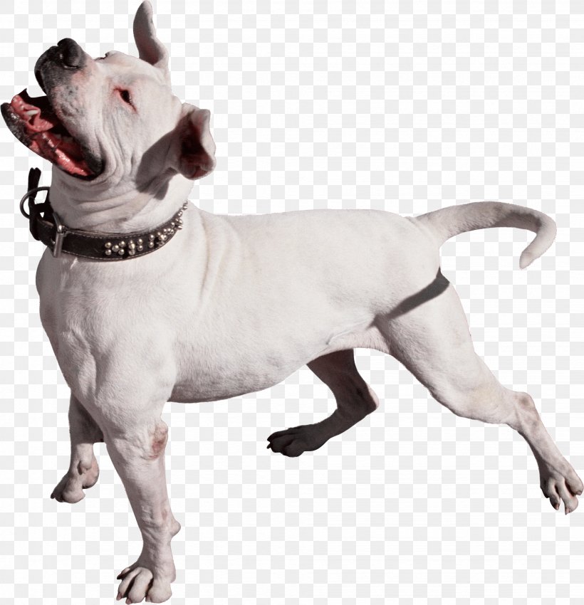 Pit Bull Cat Bark Dog Training Pet, PNG, 1951x2023px, Pit Bull, American Bulldog, Bark, Carnivoran, Cat Download Free