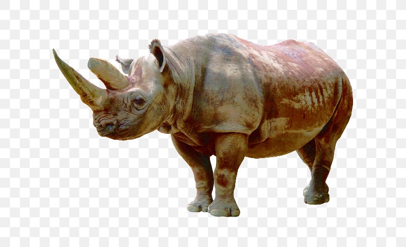 Rhinoceros Icon, PNG, 607x500px, Rhinoceros, Animal, Black Rhinoceros, Fauna, Horn Download Free