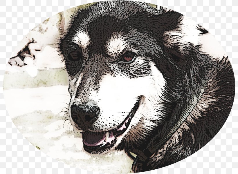 Siberian Husky Alaskan Malamute Dog Breed Alaskan Husky Bred By My Uncle, PNG, 800x600px, Siberian Husky, Alaskan Husky, Alaskan Malamute, Breed, Carnivoran Download Free