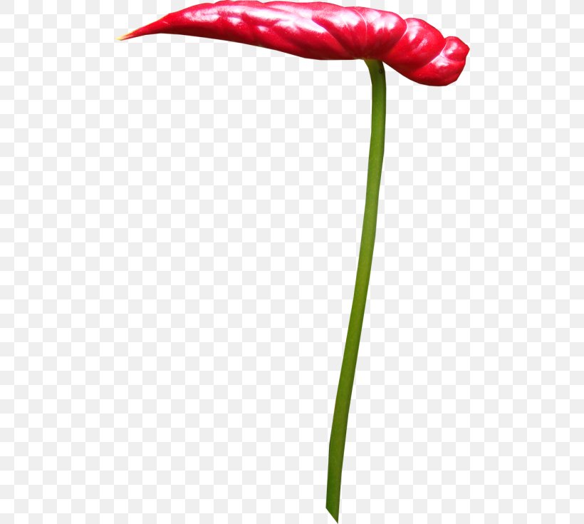 Tulip Flower Red Clip Art, PNG, 500x735px, Tulip, Color, Cosmetics, Flower, Flowering Plant Download Free
