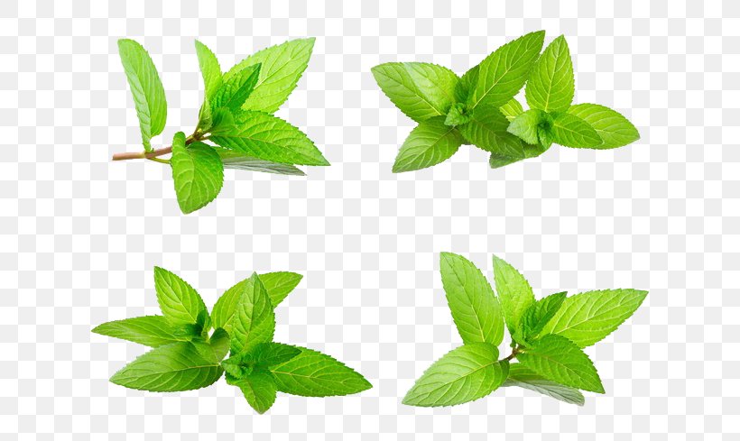 Peppermint Mentha Spicata Water Mint Raster Graphics, PNG, 650x489px, Peppermint, Basil, Cdr, Herb, Herbal Download Free