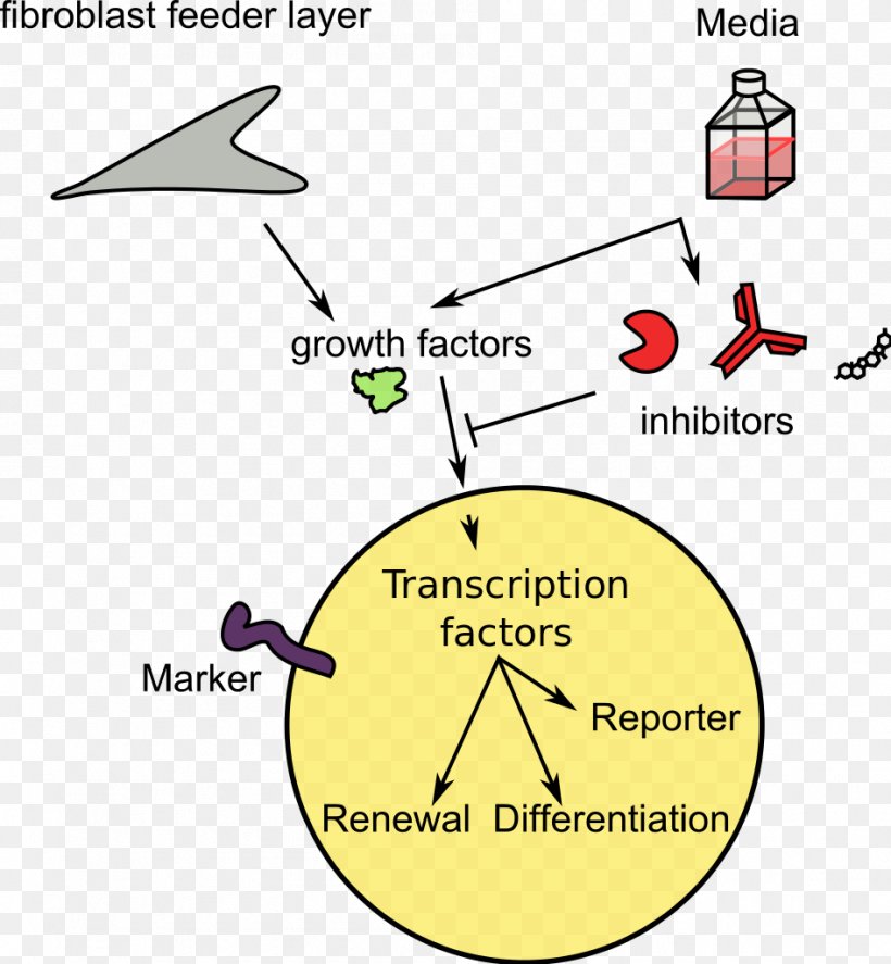 Small Molecule Molecular Biology Organic Compound SOX2, PNG, 946x1024px, Small Molecule, Area, Brand, Cell, Cell Culture Download Free