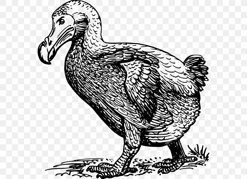 Dodo Bird Clip Art, PNG, 570x595px, Dodo, Art, Beak, Bird, Black And White Download Free