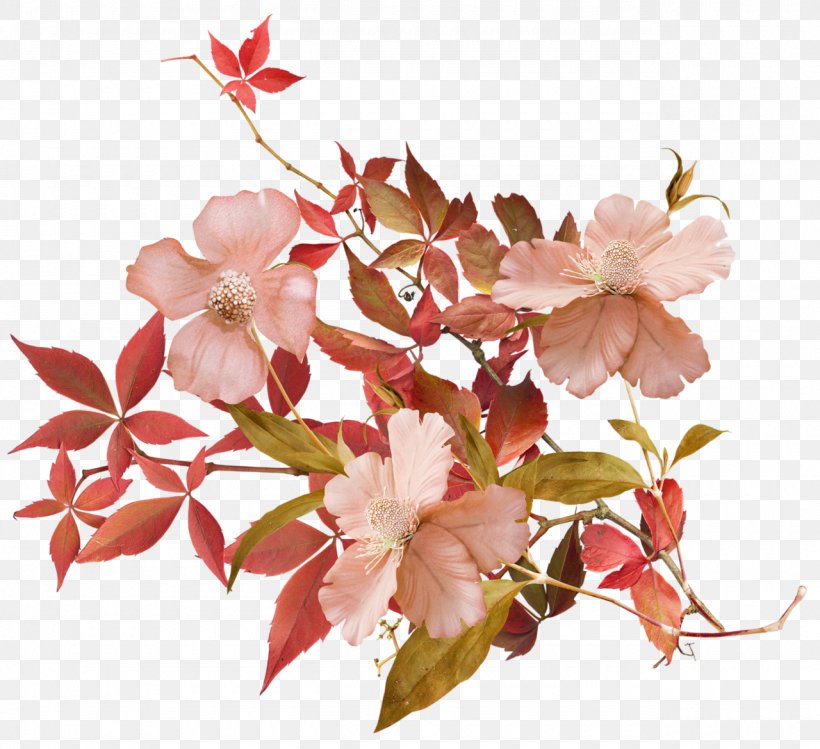 Flower Petal Cherry Blossom Plant, PNG, 1280x1170px, Flower, Blossom, Branch, Branching, Cherry Download Free