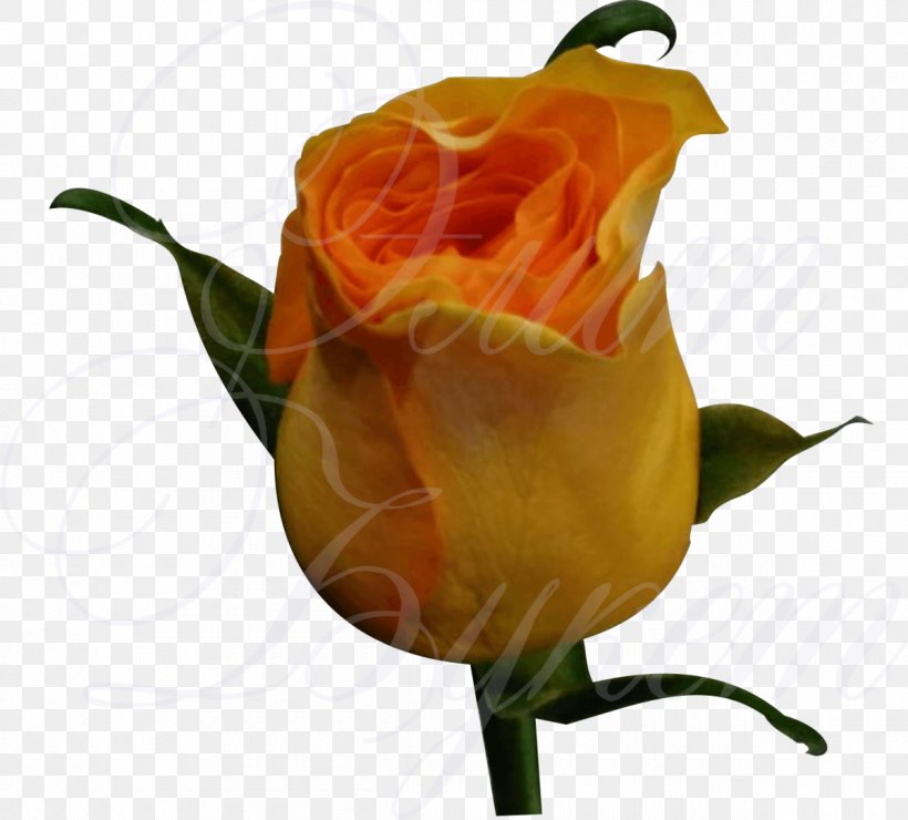 Garden Roses Floribunda Flower Orange Plant Stem, PNG, 1200x1083px, Garden Roses, Blossom, Bud, Cut Flowers, Floribunda Download Free