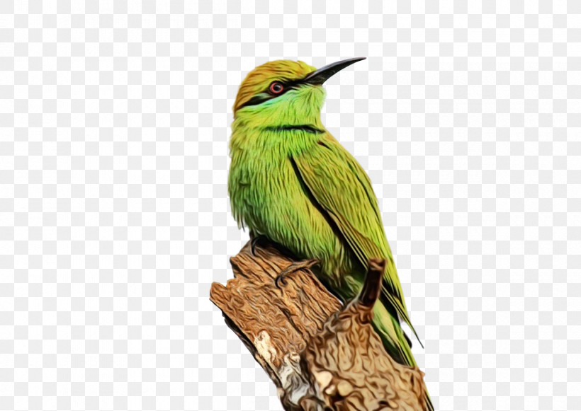 Hummingbirds Birds Bee-eater European Bee-eater Beak, PNG, 1200x851px, Watercolor, Beak, Beeeater, Birds, Coraciiformes Download Free