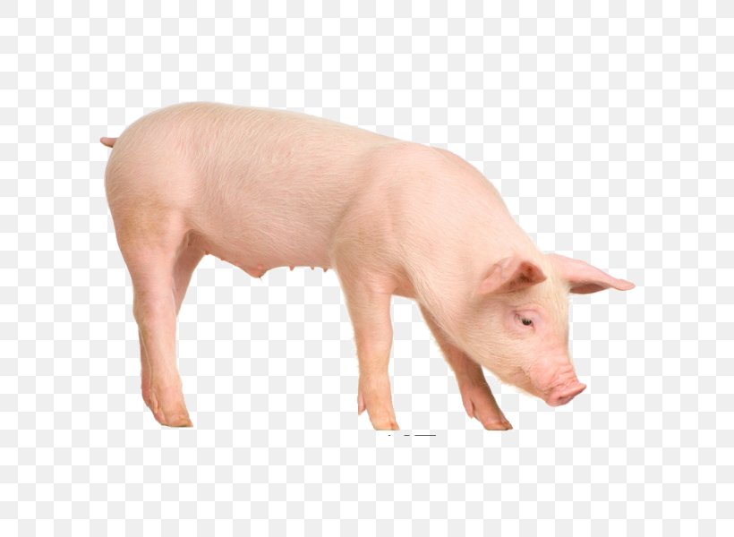Large White Pig British Landrace Pig Piétrain Duroc Pig Stock Photography, PNG, 600x600px, Large White Pig, Background Check, Breed, British Landrace Pig, Depositphotos Download Free