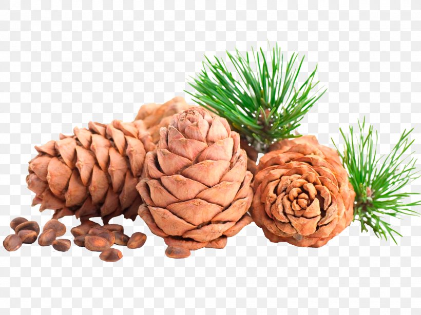 Pine Nut Oil Conifer Cone Pine Oil, PNG, 1890x1417px, Pine Nut, Cedar, Cedar Oil, Conifer, Conifer Cone Download Free