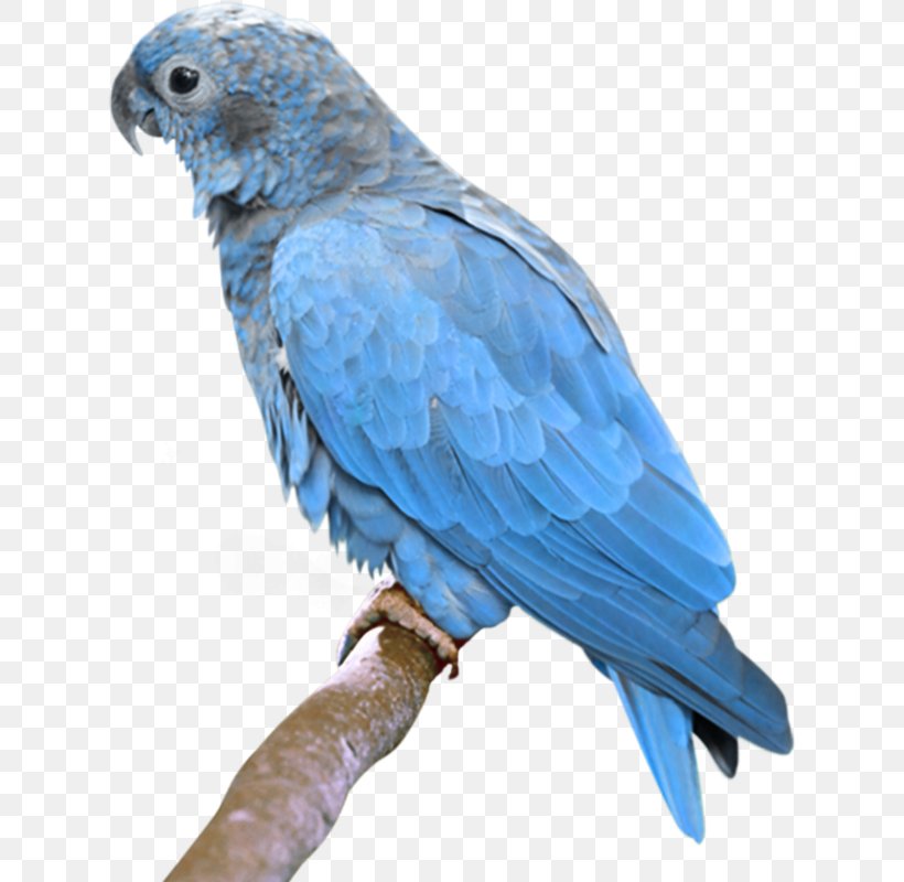 Bird True Parrot Budgerigar Turquoise-fronted Amazon, PNG, 624x800px, Bird, African Grey, Amazon Parrot, Beak, Blue Download Free