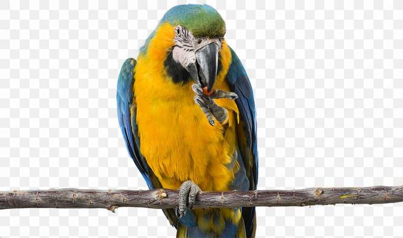 Budgerigar Parrot Bird Parakeet Macaw, PNG, 1920x1134px, Budgerigar, Animal, Beak, Bird, Common Pet Parakeet Download Free