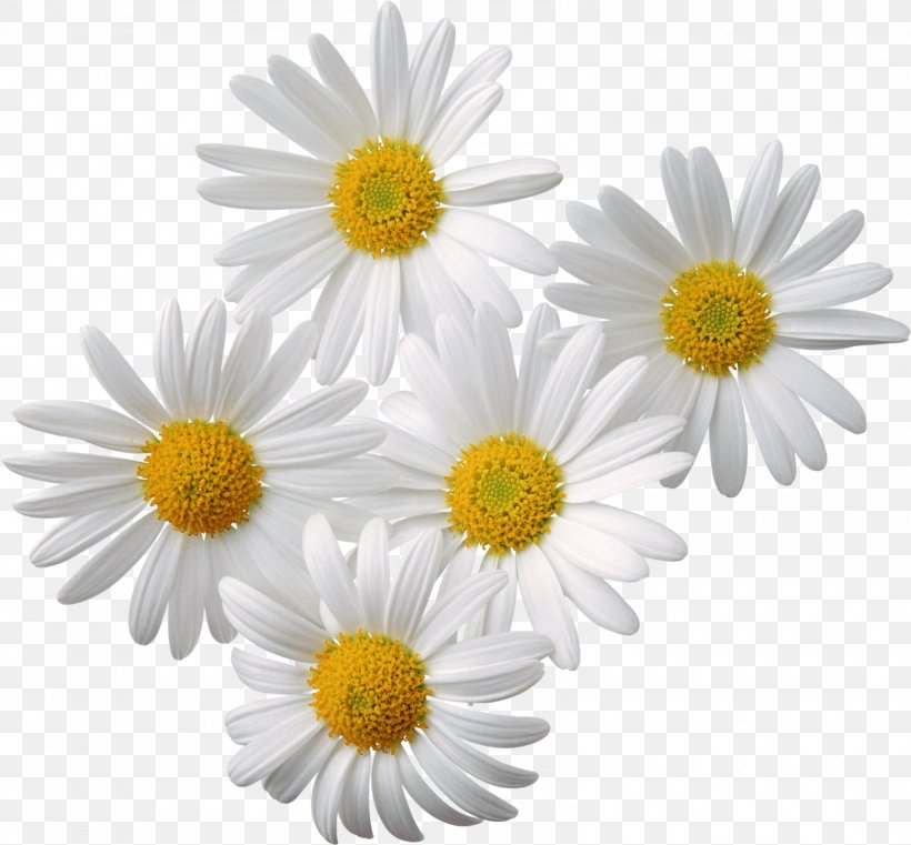 Chamomile Clip Art, PNG, 1600x1486px, Chamomile, Aster, Chamaemelum Nobile, Chrysanths, Daisy Download Free