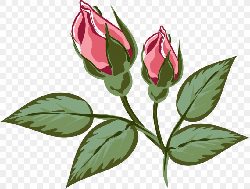 Flower Rose Family Illustration Red, PNG, 970x735px, Flower, Bud, Flowering Plant, Japanese Morning Glory, Leaf Download Free