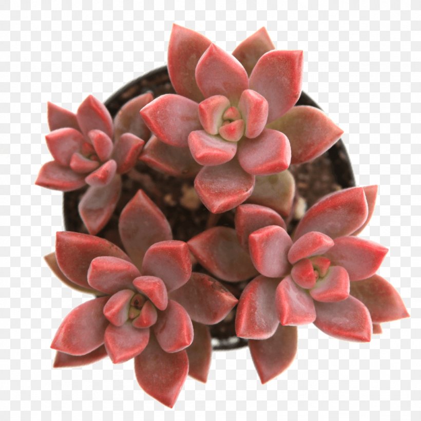 Succulent Plant Alpenglow Stonecrop Echeveria Anacampseros, PNG, 1024x1024px, Succulent Plant, Alpenglow, Anacampseros, Cactaceae, Cut Flowers Download Free