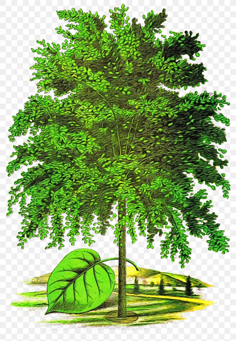 Tree Plant Green Vegetation Woody Plant, PNG, 1107x1600px, Watercolor, Flower, Grass, Green, Leaf Download Free