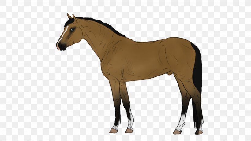 Belgian Warmblood Danish Warmblood Mare Horse Breed, PNG, 1024x576px, Belgian Warmblood, Animal Figure, Bay, Bit, Breed Download Free