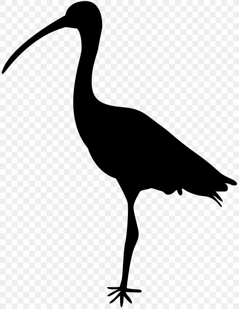 Bird Crane Silhouette Ibis Clip Art, PNG, 6189x8000px, Bird, African Sacred Ibis, Beak, Black And White, Ciconiiformes Download Free