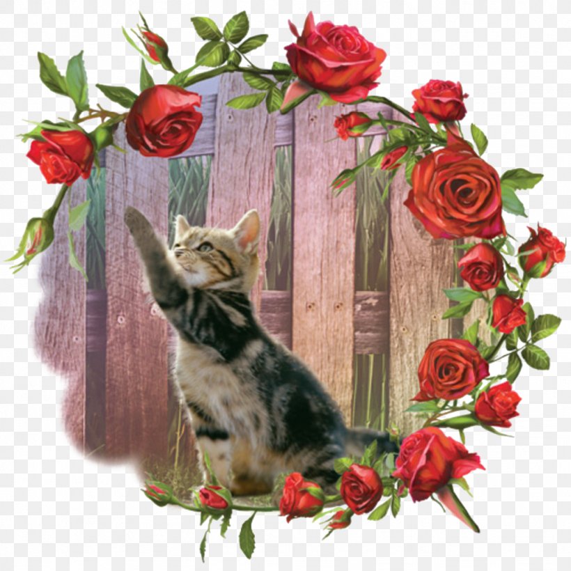 Kitten Cat Beach Rose Whiskers, PNG, 1024x1024px, Kitten, Beach Rose, Carnivoran, Cat, Cat Like Mammal Download Free