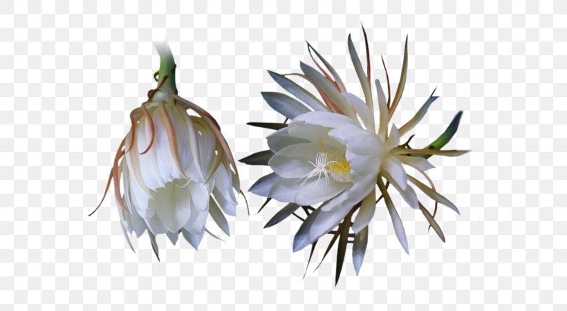 Large-flowered Cactus Queen Of The Night Three-letter Acronym, PNG, 600x450px, Largeflowered Cactus, Blog, Cactaceae, Cactus, Caryophyllales Download Free