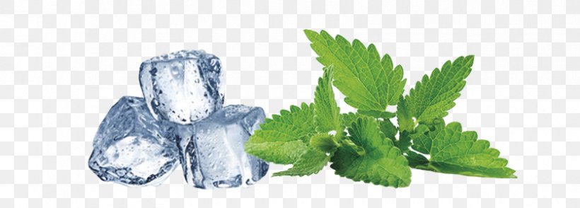 Peppermint Mint Julep Herb Tea Mentha Spicata, PNG, 836x300px, Peppermint, Artwork, Drawing, Drink, Essential Oil Download Free