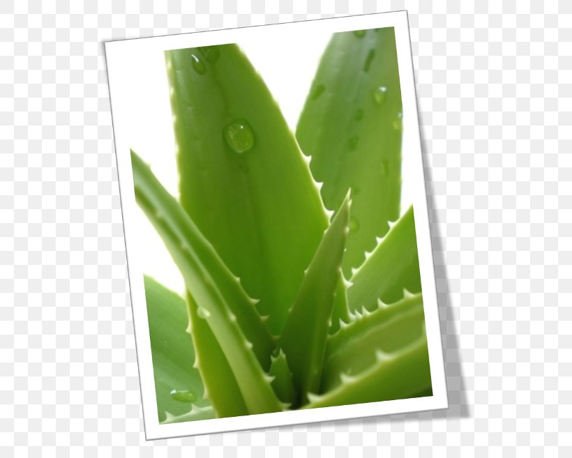 Aloe Vera Plant Skin Gel Health, PNG, 547x657px, Aloe Vera, Aloe, Cosmetics, Extract, Gel Download Free