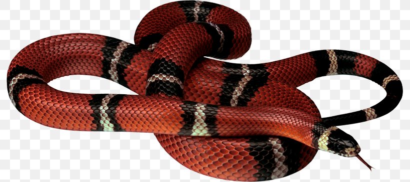 Corn Snake King Cobra Reptile, PNG, 793x365px, Snake, Black Rat Snake, Corn Snake, Grass Snake, Green Anaconda Download Free