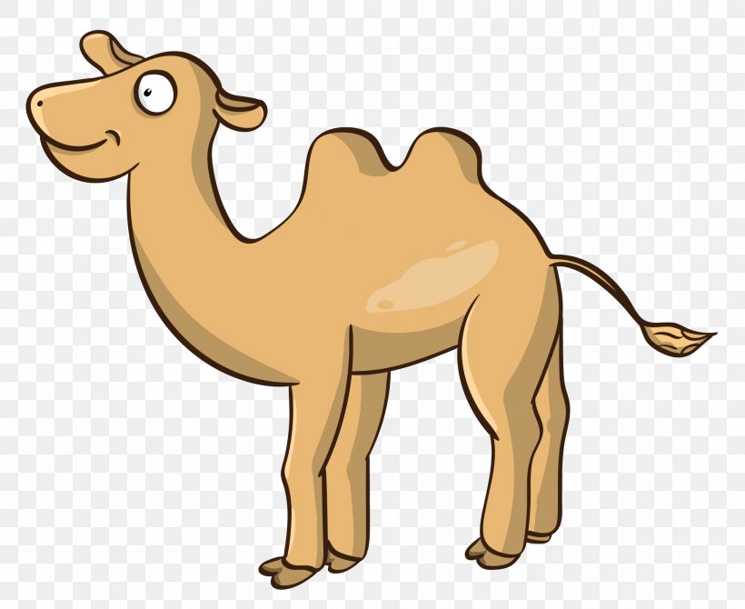 Dromedary Vector Graphics Bactrian Camel Clip Art Illustration, PNG, 1919x1568px, Dromedary, Animal Figure, Arabian Camel, Bactrian Camel, Camel Download Free