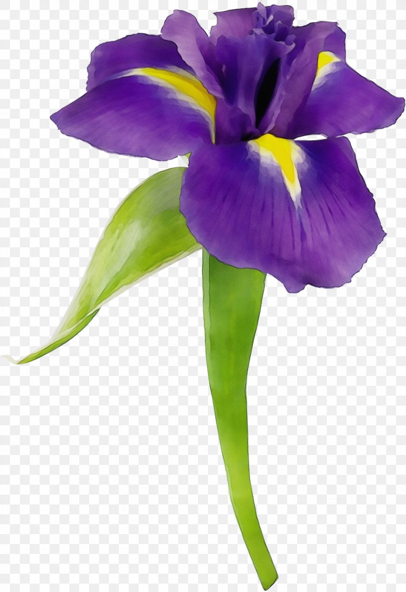 Flower Flowering Plant Petal Violet Purple, PNG, 822x1200px, Watercolor, Flower, Flowering Plant, Iris, Iris Family Download Free