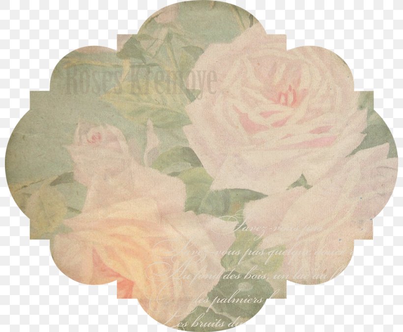 Garden Roses Beach Rose Cut Flowers Petal, PNG, 800x675px, Garden Roses, Beach Rose, Cut Flowers, Flower, Peach Download Free