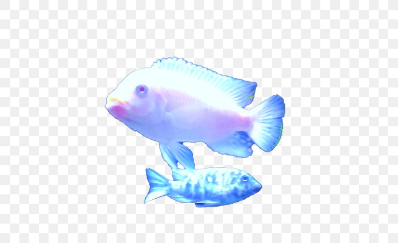 Goldfish Marine Biology Marine Mammal, PNG, 500x500px, Fish, Animal, Blog, Blue, Deep Sea Creature Download Free