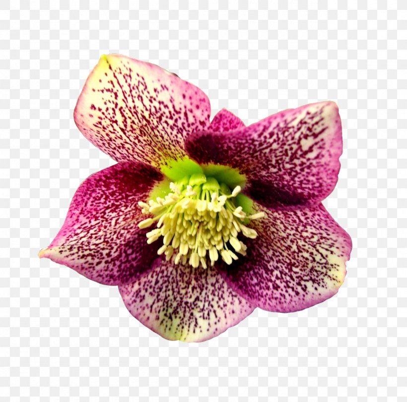 Petal Cut Flowers Garden Roses Flower Garden, PNG, 1280x1266px, Petal, Cut Flowers, Floral Design, Flower, Flower Bouquet Download Free