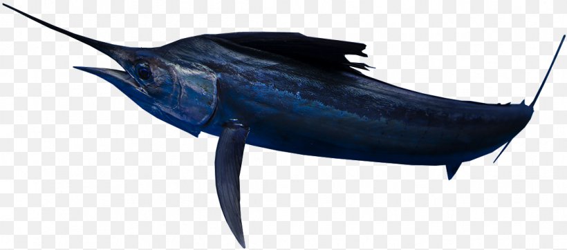 Swordfish True Tunas Marlin Marine Biology Dolphin, PNG, 1116x493px, Swordfish, Billfish, Biology, Bony Fish, Dolphin Download Free