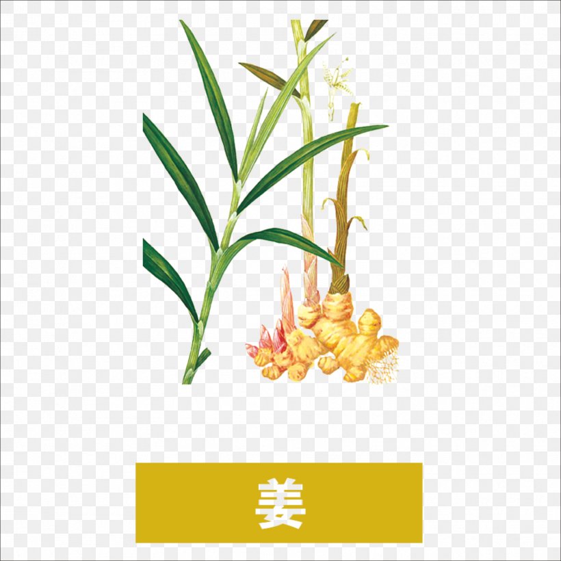 Ginger Tea Chinese Herbology, PNG, 1773x1773px, Ginger Tea, Branch, Chinese Herbology, Drug, Flora Download Free
