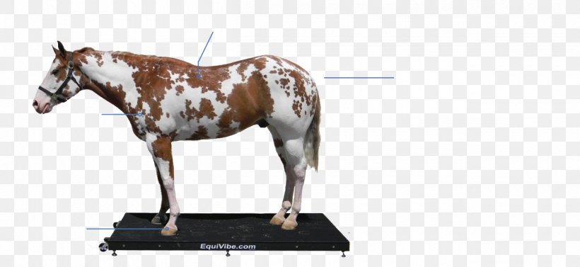 Mare Rein Mustang Stallion Bridle, PNG, 1260x580px, Mare, Animal, Animal Figure, Bridle, Fitness Centre Download Free