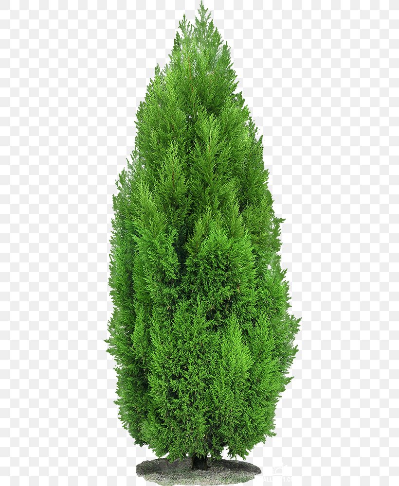 Mediterranean Cypress Clip Art Tree Spruce, PNG, 423x1000px, Mediterranean Cypress, Bald Cypress, Biome, Conifer, Cupressus Download Free