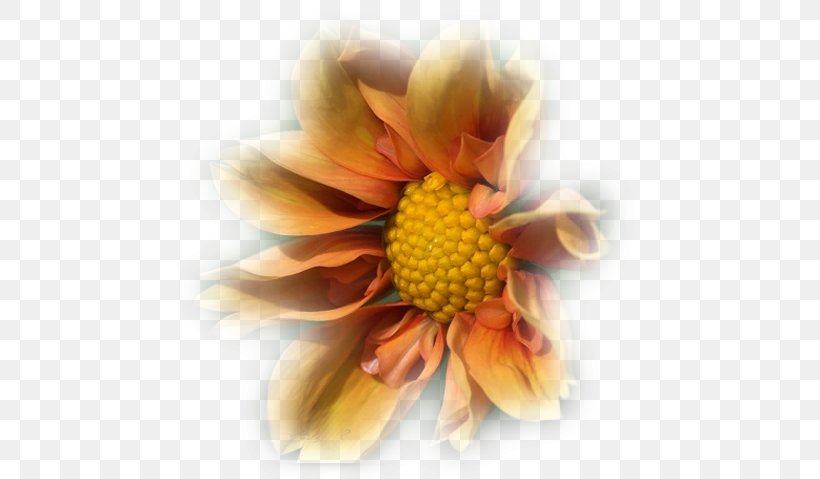 Painting Flower Floristry Petal Chrysanthemum, PNG, 613x479px, Painting, Chrysanthemum, Chrysanths, Cut Flowers, Floristry Download Free