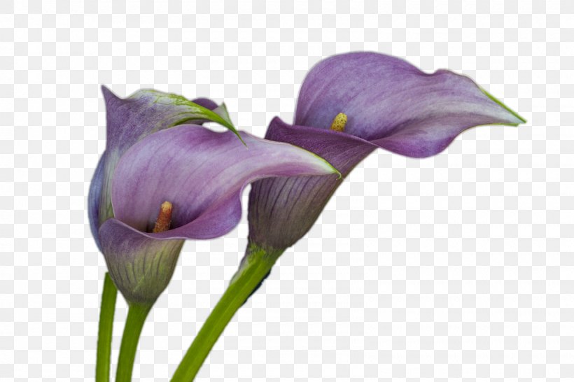 Cut Flowers Plant Stem Petal, PNG, 1600x1066px, Cut Flowers, Flower, Flowering Plant, Iris, Iris Family Download Free