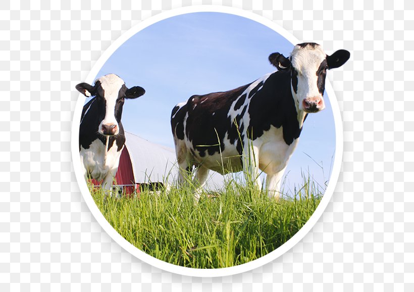 Dairy Cattle Health Enhancement Products, PNG, 578x578px, Dairy Cattle, Animal, Art, Calf, Cattle Download Free