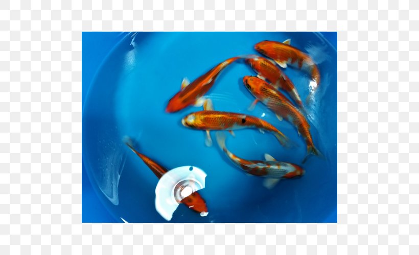Koi Goldfish Marine Biology Close-up, PNG, 500x500px, Koi, Biology, Close Up, Closeup, Fin Download Free