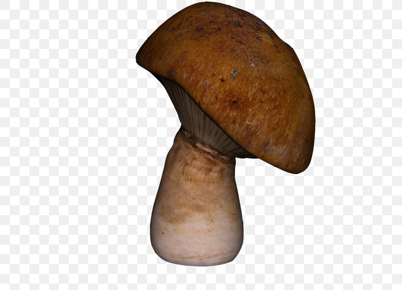 Pleurotus Eryngii Mushroom Icon, PNG, 580x593px, Pleurotus Eryngii, Ingredient, Mushroom, Mushroom Pictures, Pleurotus Download Free
